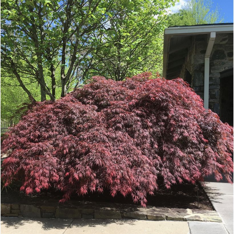 Acer palmatum Pevé Dave - Acero giapponese (Porto)