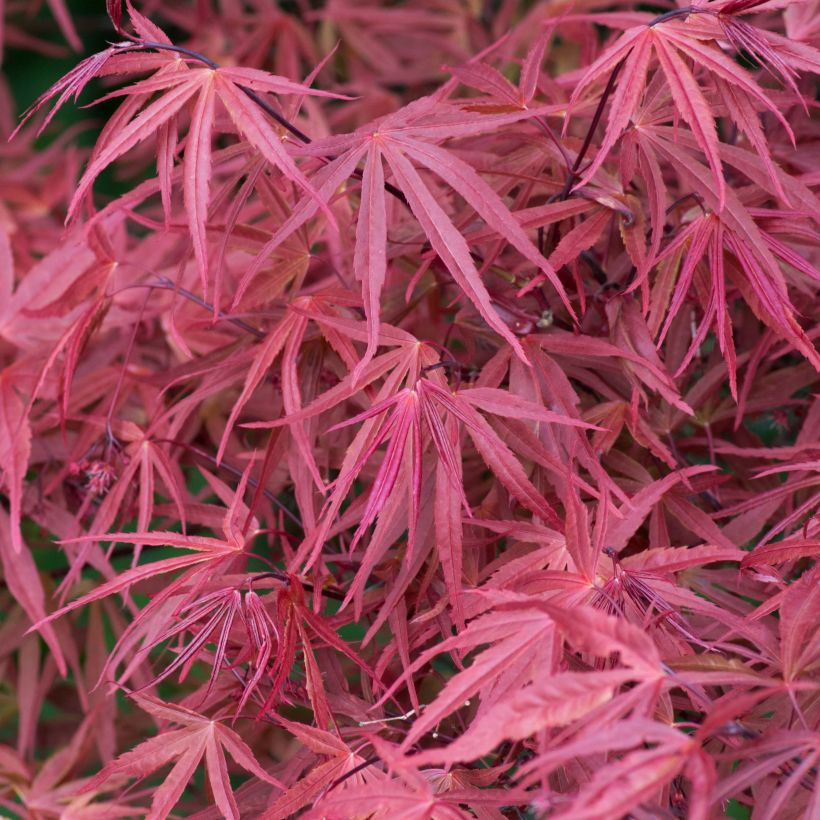 Acer palmatum Red Pygmy - Acero giapponese (Fogliame)