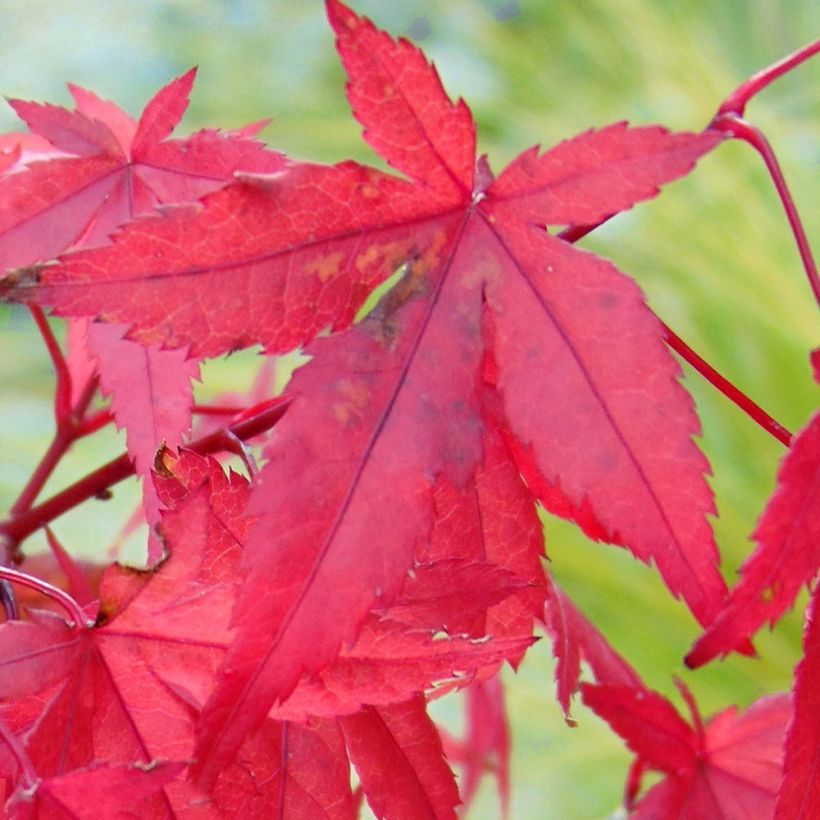 Acer palmatum Redwine - Acero giapponese (Fogliame)