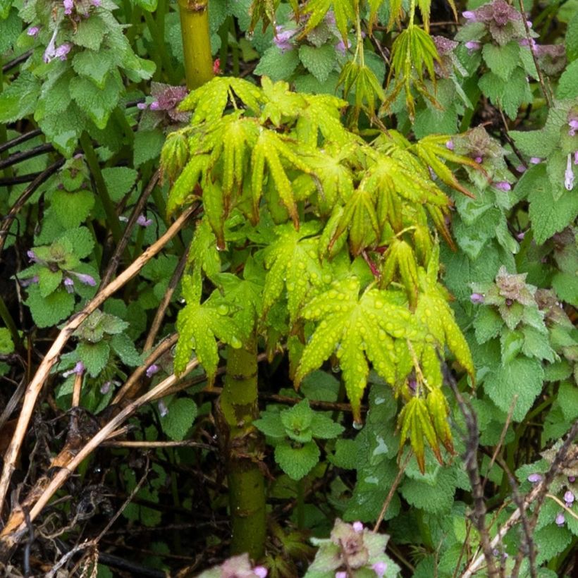 Acer palmatum Ryusen - Acero giapponese (Fogliame)