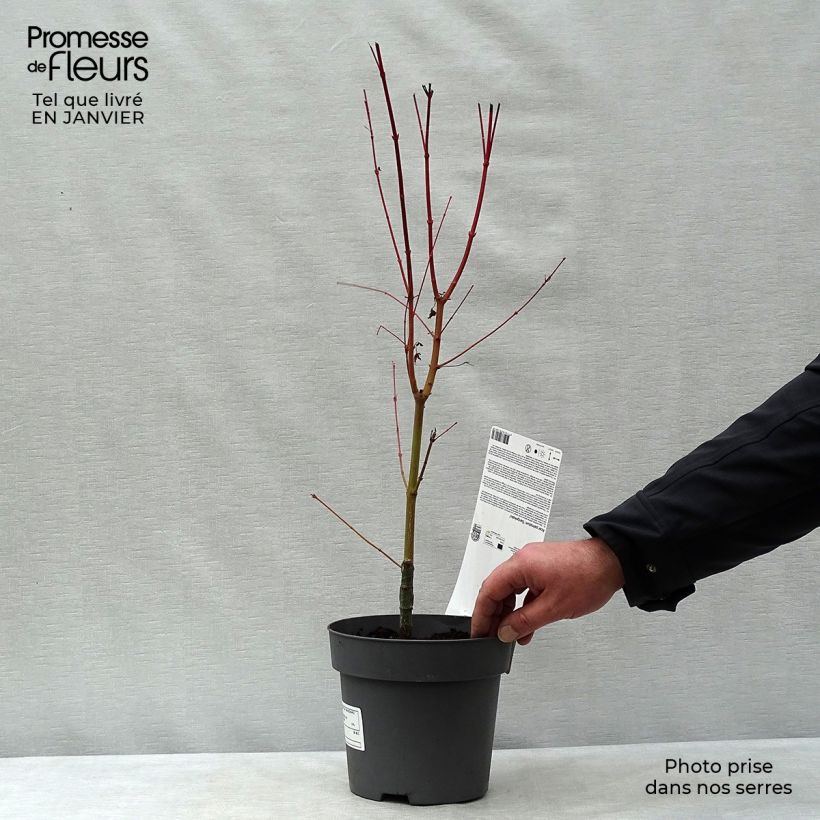 Erable du Japon - Acer palmatum Sangokaku (Senkaki) en pot de 2L/3L esemplare consegnato in inverno