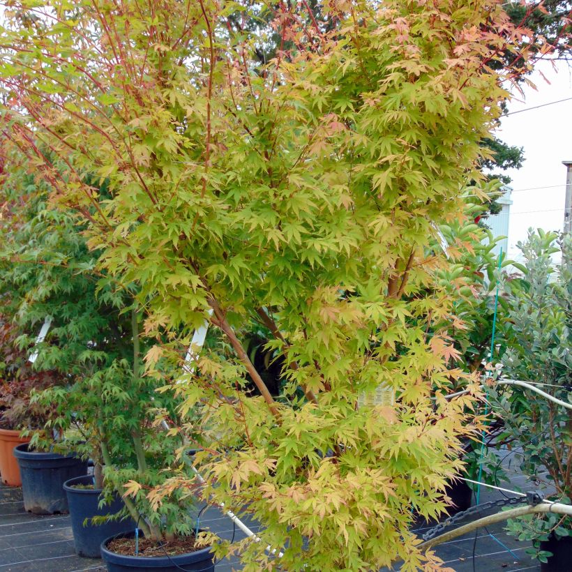 Acer palmatum Sangokaku - Acero giapponese (Porto)