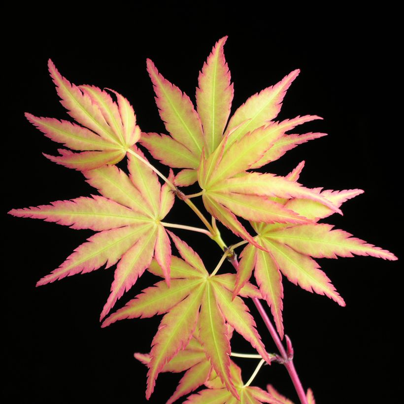 Acer palmatum Sangokaku - Acero giapponese (Fogliame)