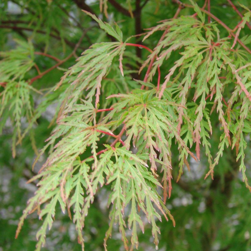 Acer palmatum Seiryu - Acero giapponese (Fogliame)