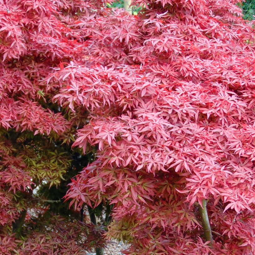 Acer palmatum Shaina - Acero giapponese (Fogliame)