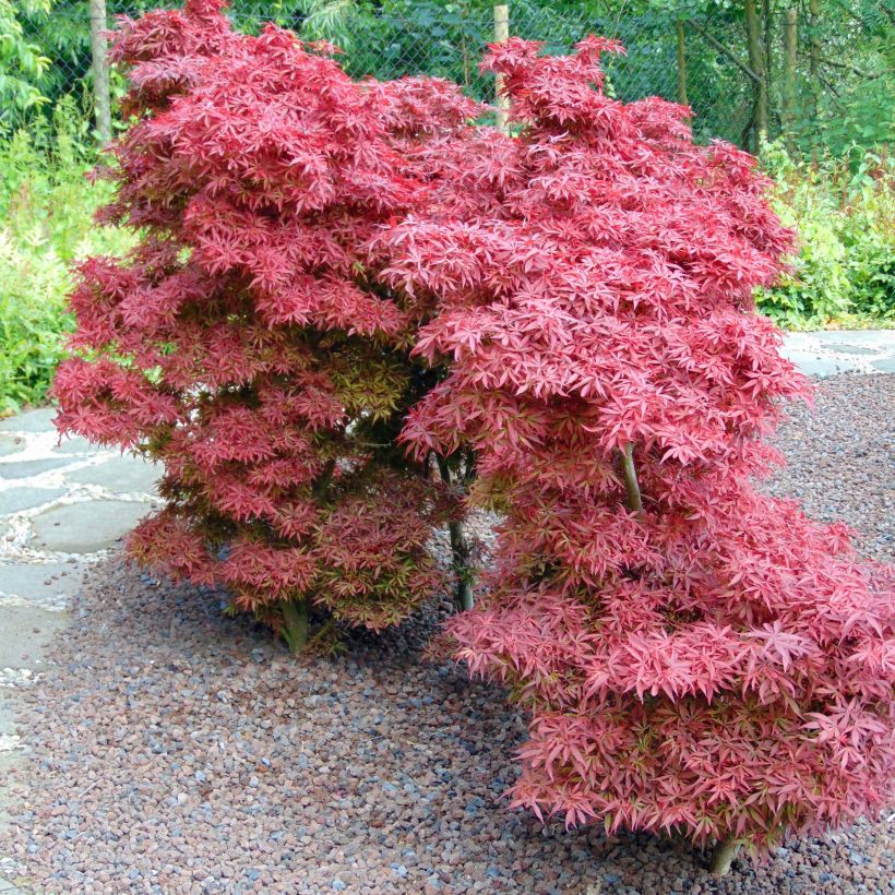 Acer palmatum Shaina - Acero giapponese (Porto)