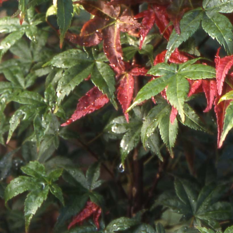 Acer palmatum Shindeshojo - Acero giapponese (Fogliame)