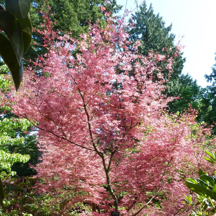 Acer palmatum Shindeshojo - Acero giapponese (Porto)