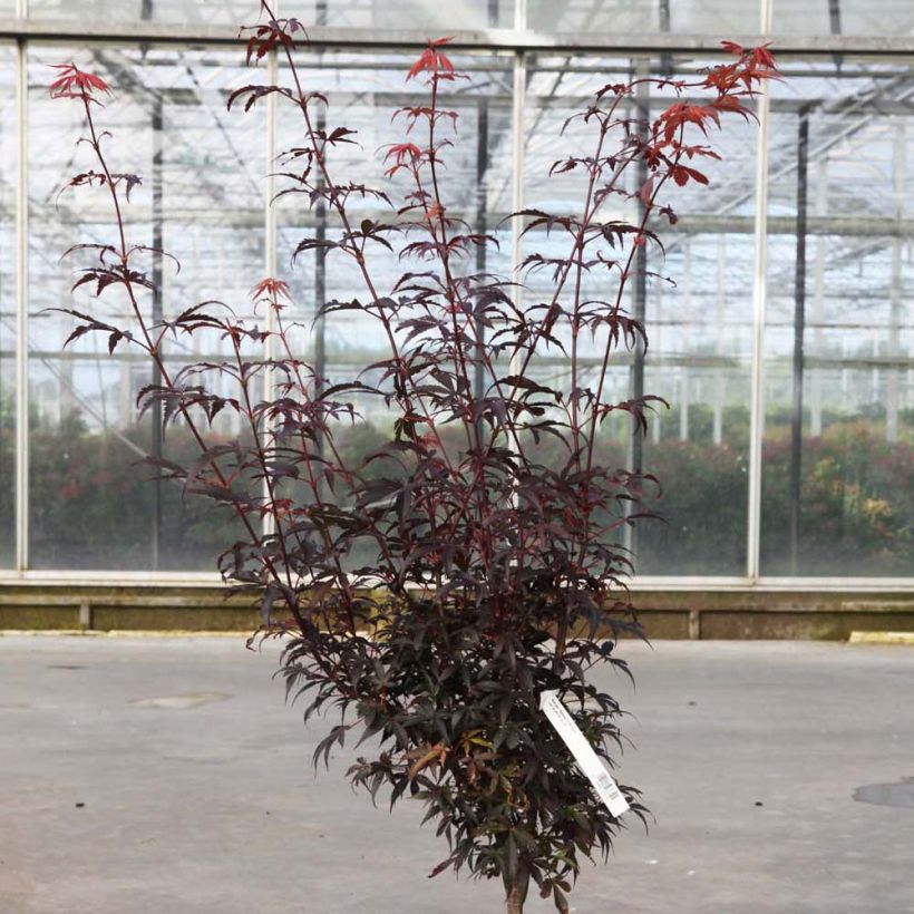 Acer palmatum Skeeter's Broom - Acero giapponese (Porto)