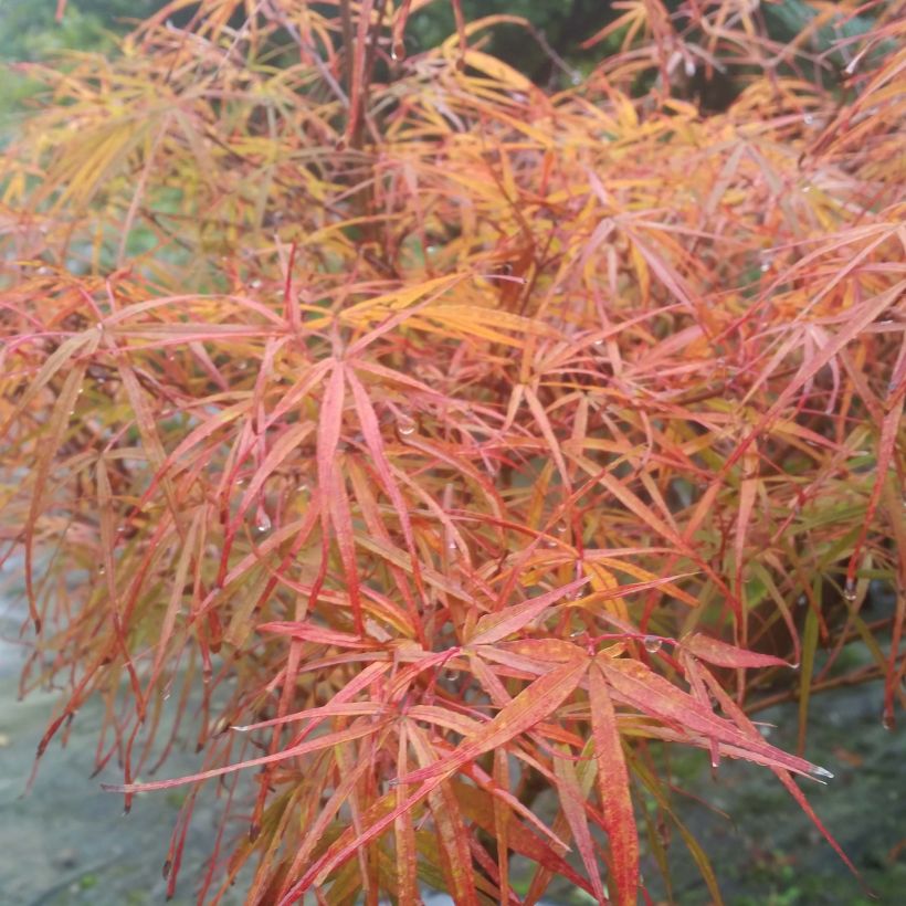 Acer palmatum Villa taranto - Acero giapponese (Fogliame)