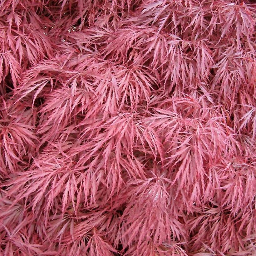 Acer palmatum Dissectum Atropurpureum - Acero giapponese (Fogliame)