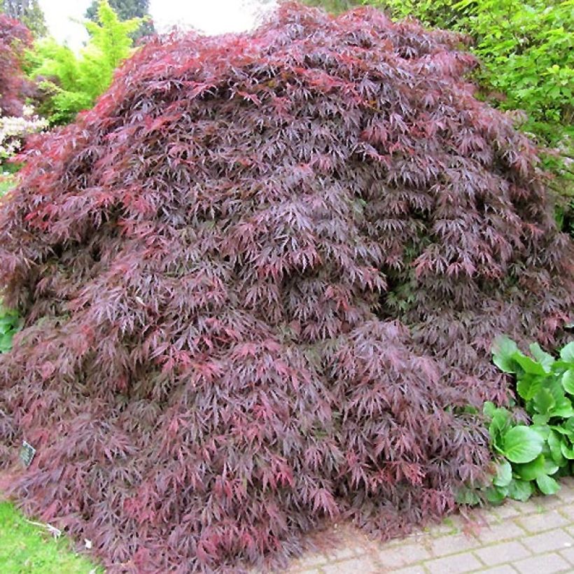 Acer palmatum Dissectum Atropurpureum - Acero giapponese (Porto)