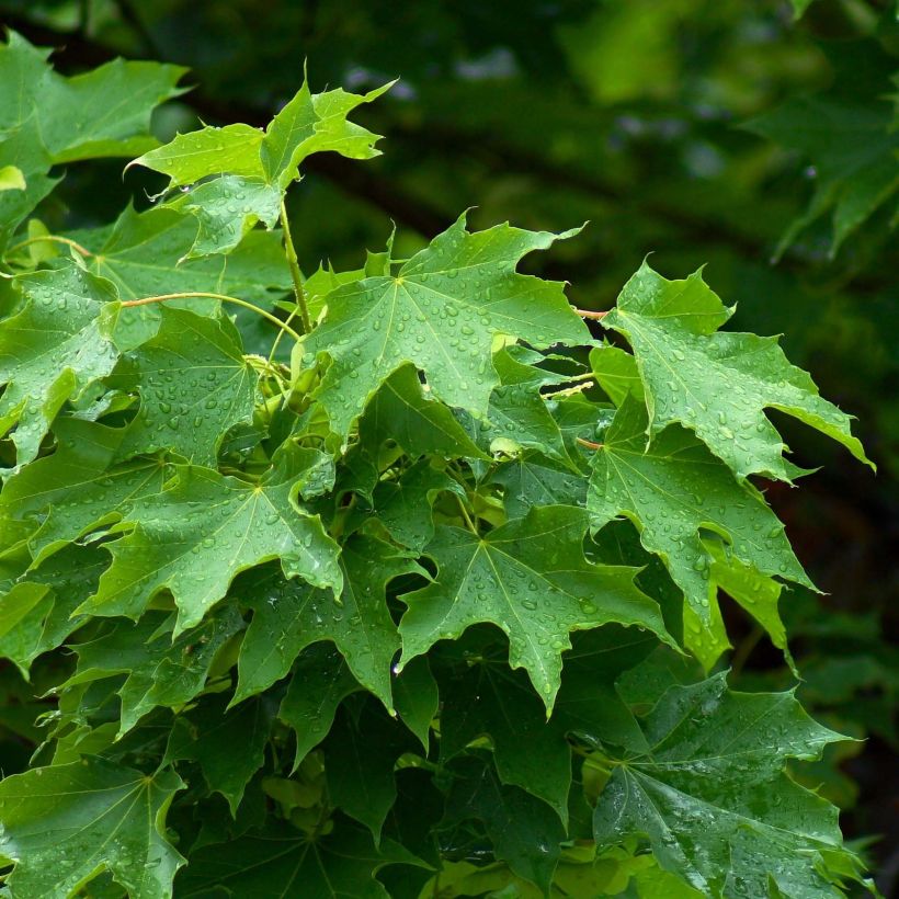 Acer platanoides - Acero riccio (Fogliame)