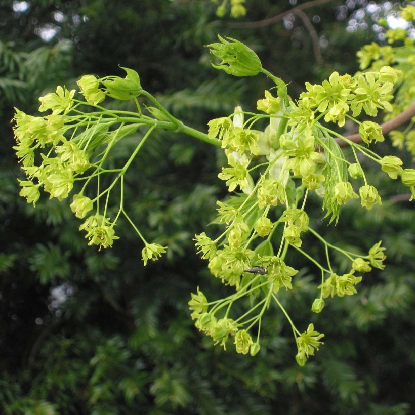 Acer platanoides - Acero riccio (Fioritura)