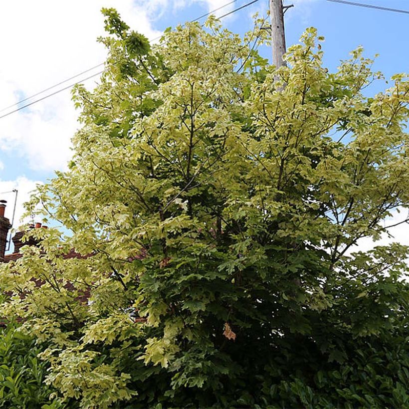 Acer platanoides Drummondii - Acero riccio (Porto)