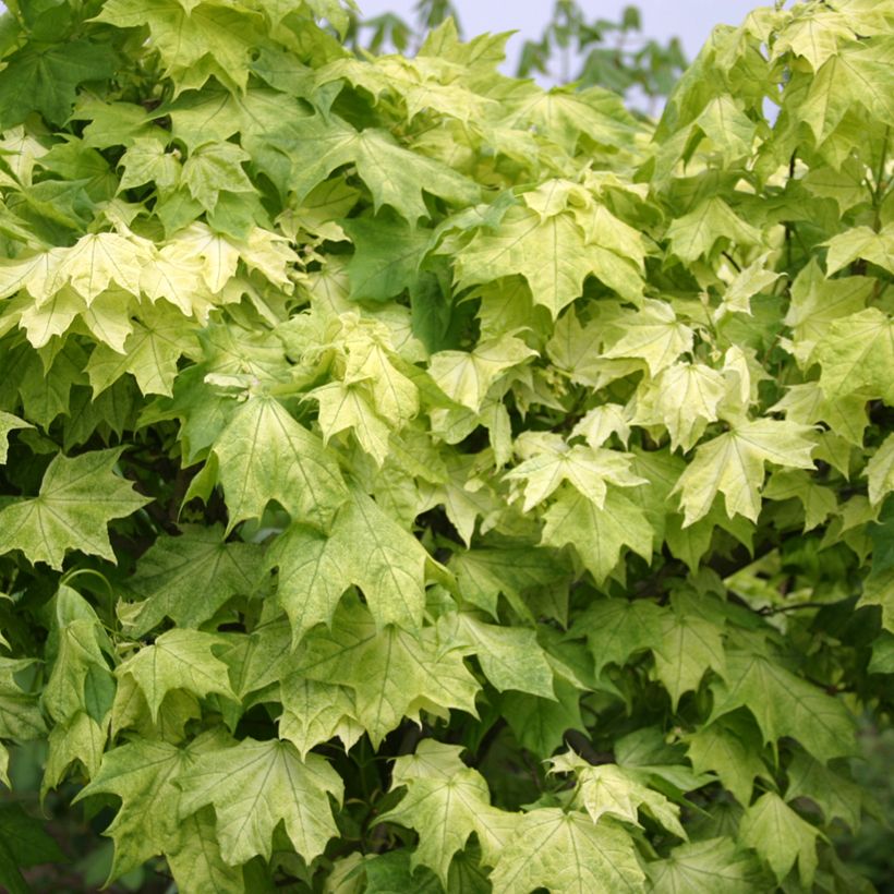 Acer platanoides Maculatum - Acero riccio (Fogliame)