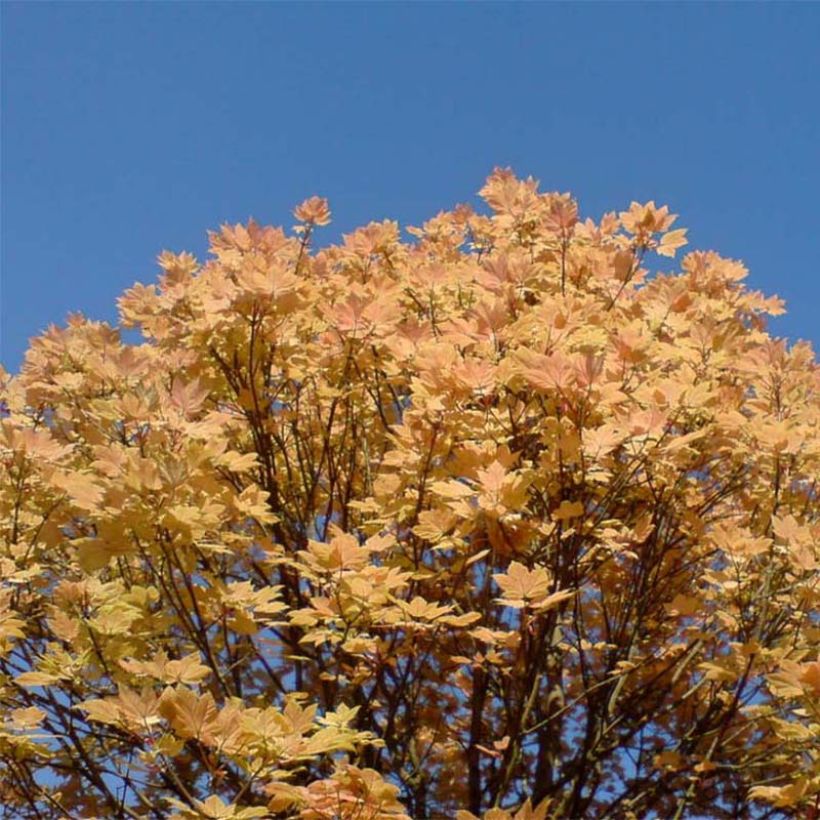 Acer pseudoplatanus Brilliantissimum (Porto)