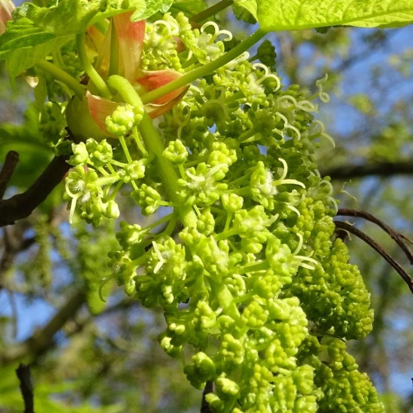 Acer pseudoplatanus Leopoldii (Fioritura)