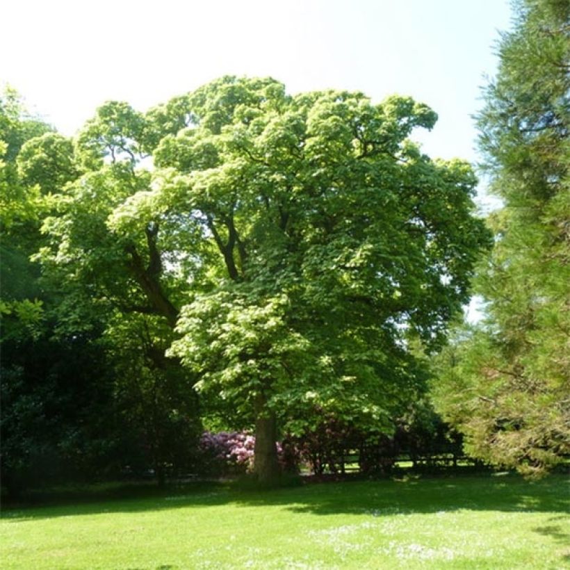 Acer pseudoplatanus Leopoldii (Porto)