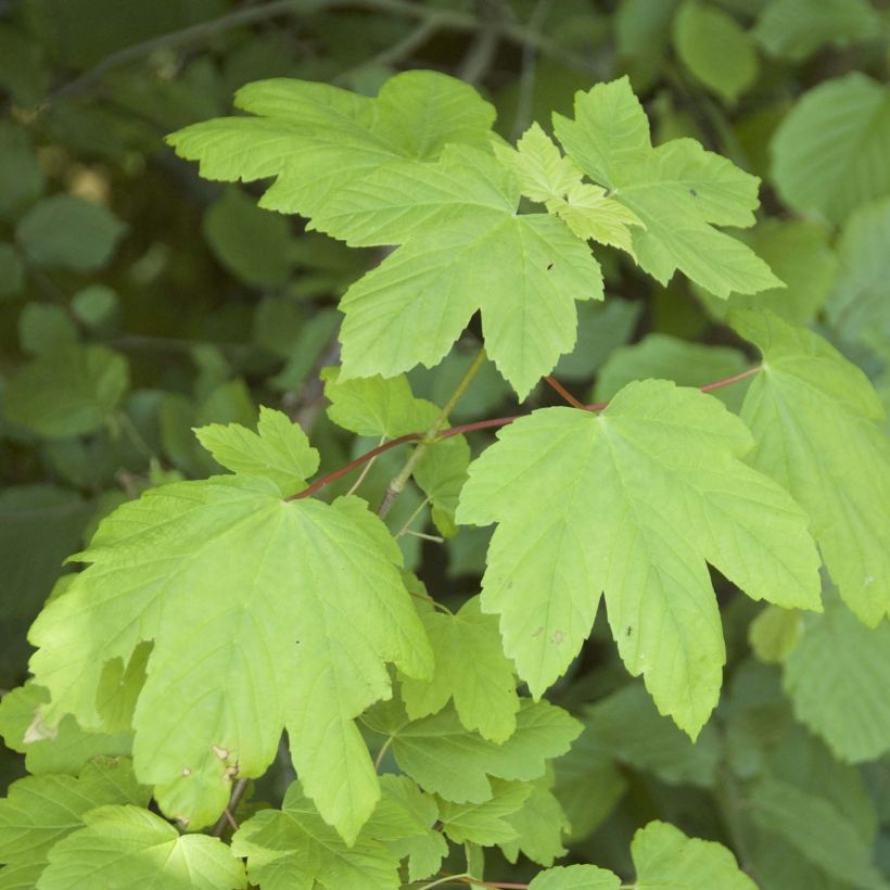 Acer pseudoplatanus - Acero di monte (Fogliame)