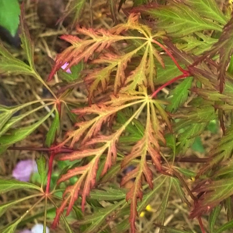 Acer pseudosieboldianum Ice Dragon (Fogliame)