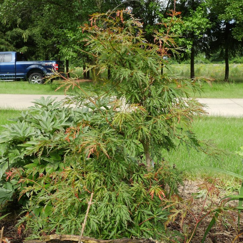 Acer pseudosieboldianum Ice Dragon (Porto)