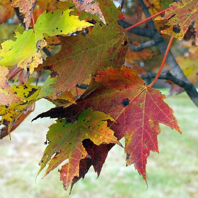 Acer rubrum Armstrong - Acero Rosso (Fogliame)