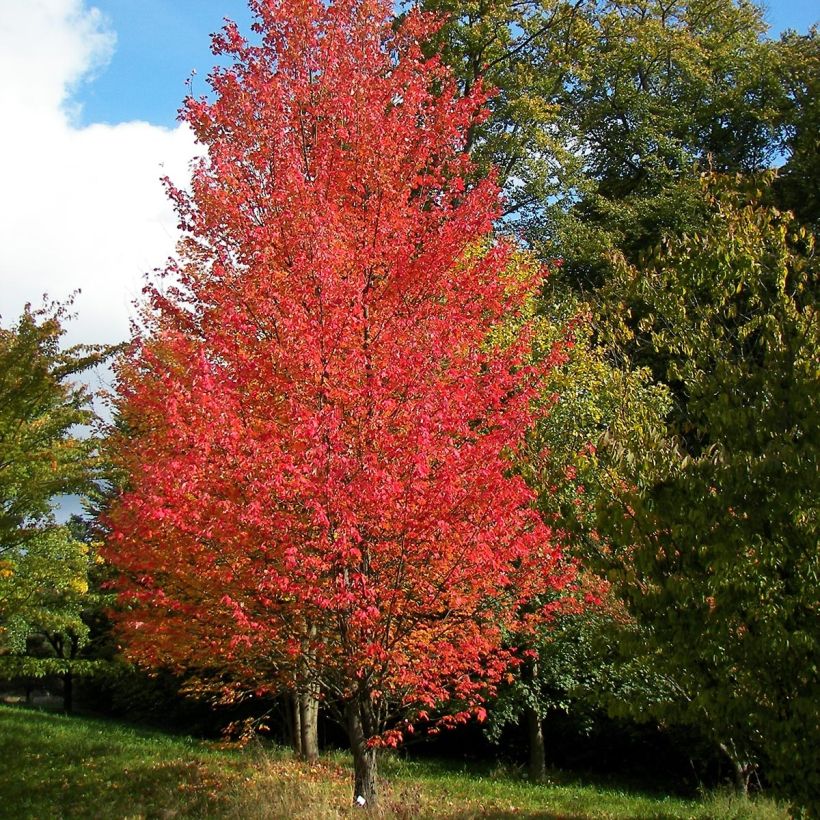 Acer rubrum Armstrong - Acero Rosso (Porto)