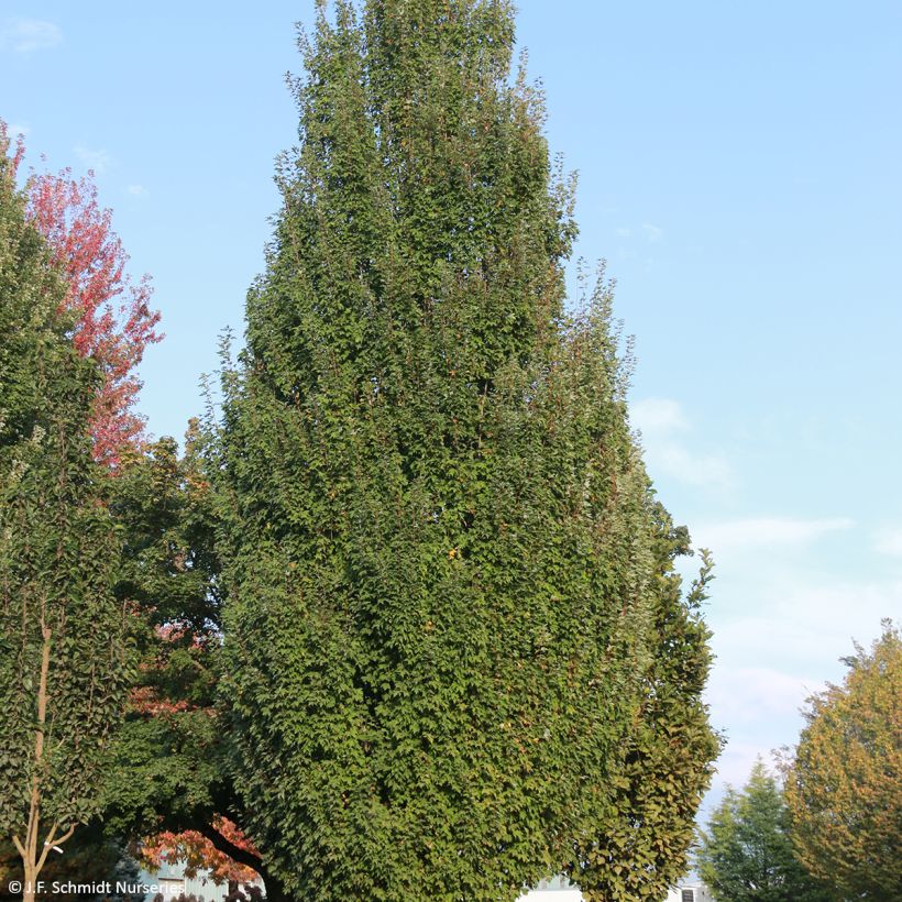 Acer rubrum Armstrong Gold - Acero Rosso (Porto)