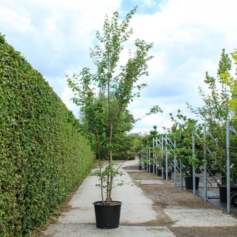 Érable rouge - Acer rubrum - Pot de 90L Cépée esemplare consegnato in primavera