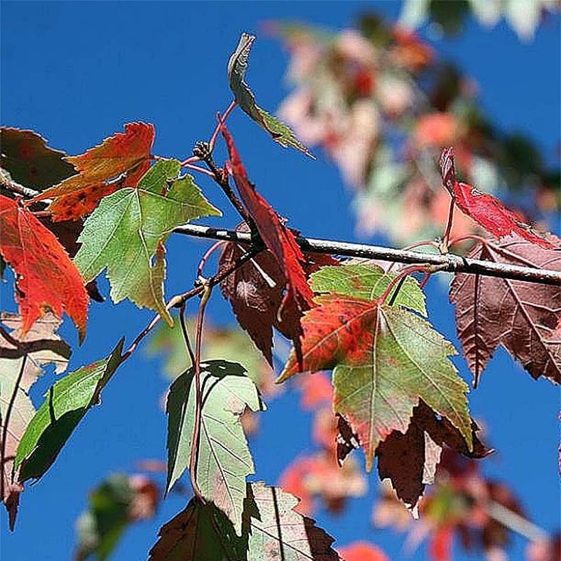 Acer rubrum Red Sunset - Acero Rosso (Fogliame)