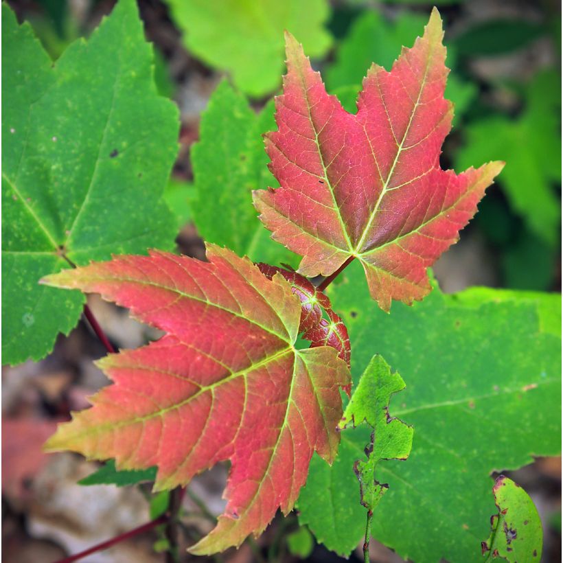 Acer rubrum Summer Red - Acero Rosso (Fogliame)