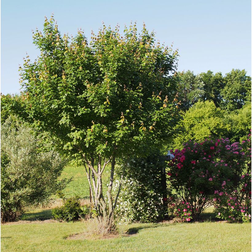 Acer rubrum Summer Red - Acero Rosso (Porto)