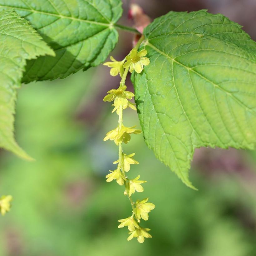 Acer rufinerve - Acero pelle di serpente (Fioritura)