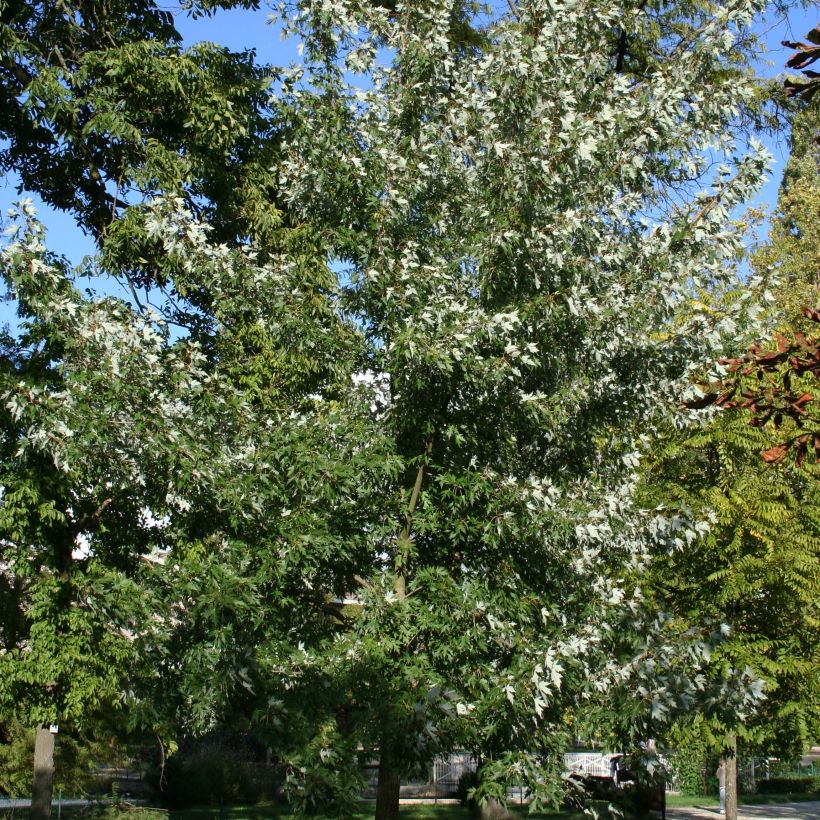 Acer saccharinum Laciniatum Wieri (Porto)