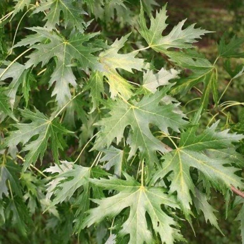 Acer saccharinum Pyramidale (Fogliame)