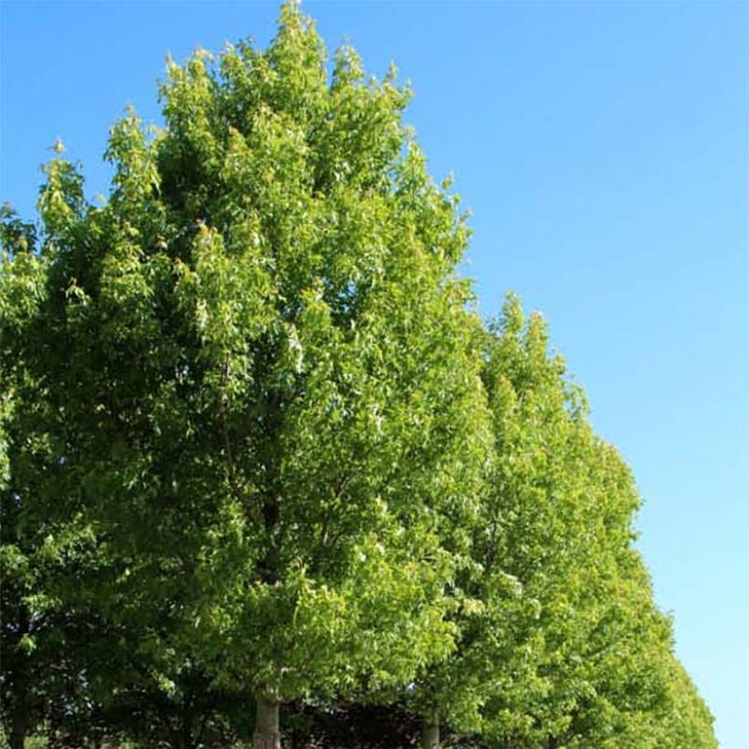 Acer saccharinum Pyramidale (Porto)