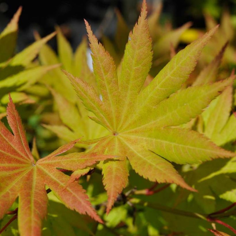 Acer shirasawanum Autumn moon - Acero giapponese (Fogliame)