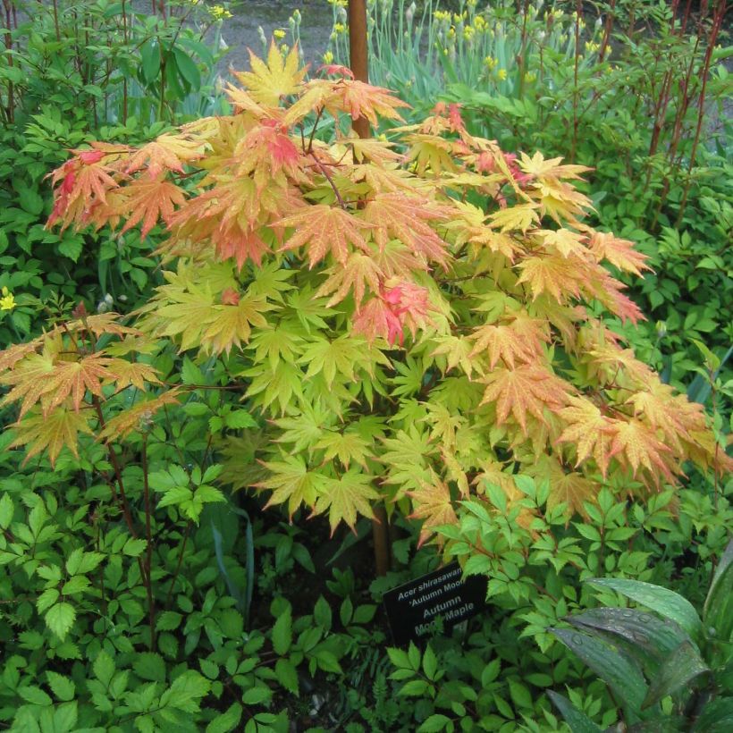 Acer shirasawanum Autumn moon - Acero giapponese (Porto)