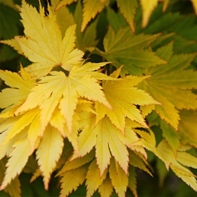 Acer shirasawanum Jordan - Acero giapponese (Fogliame)