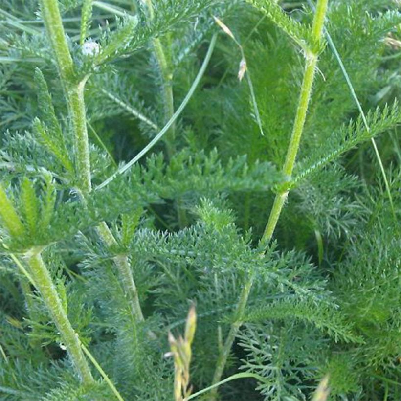 Achillea odorata - Millefoglio (Fogliame)