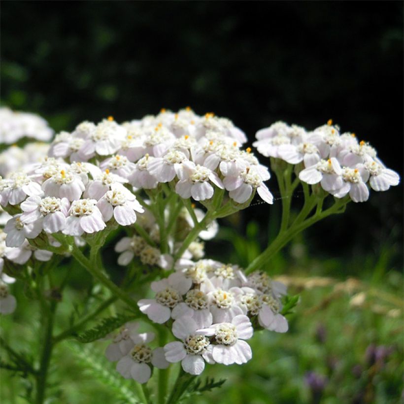 Achillea odorata - Millefoglio (Fioritura)