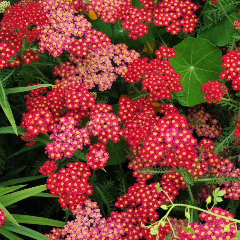 Achillea millefolium Summer Pastel (Fioritura)