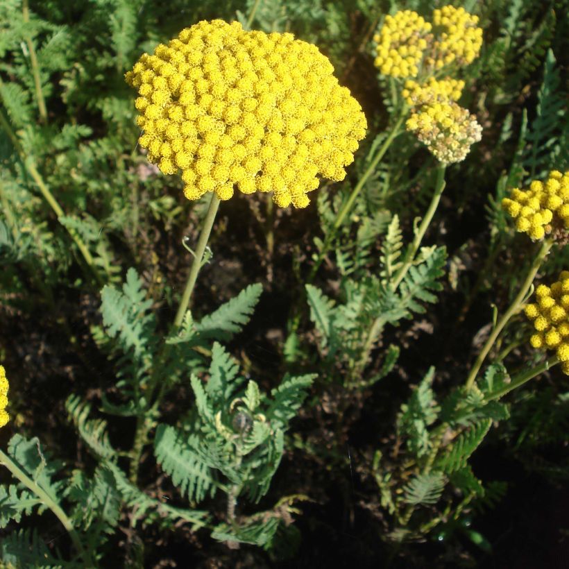 Achillea filipendulina Parker's Variety (Porto)