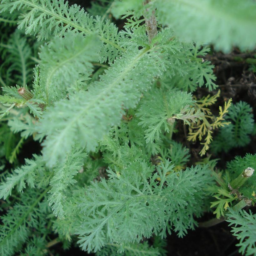 Achillea millefolium Red Velvet (Fogliame)