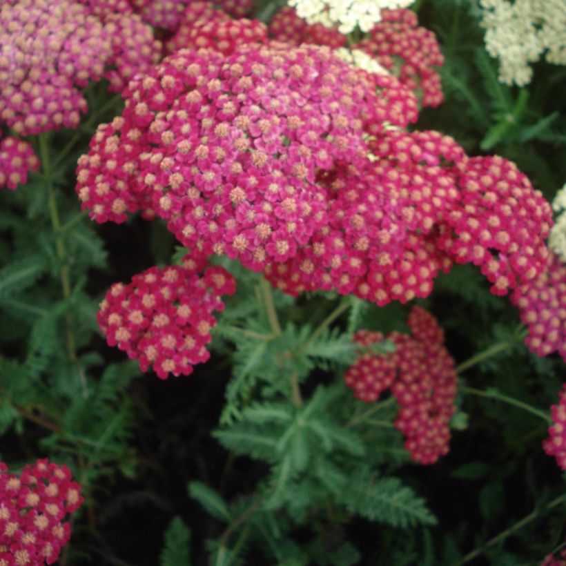 Achillea millefolium Red Velvet (Fioritura)