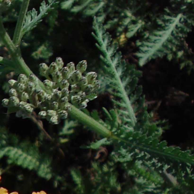 Achillea millefolium Summerwine (Fogliame)