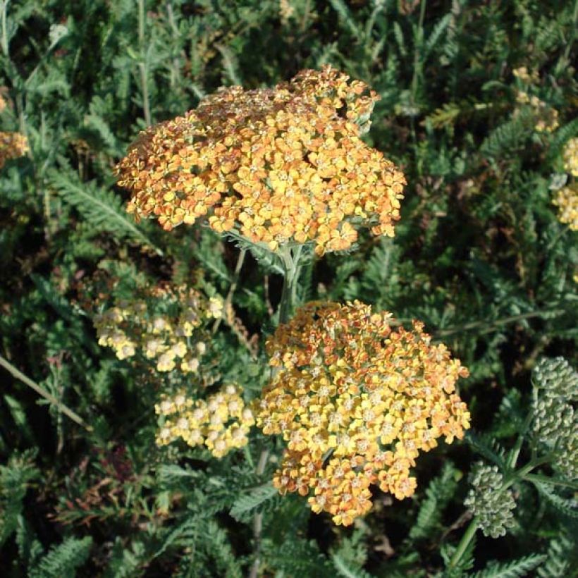 Achillea millefolium Summerwine (Porto)