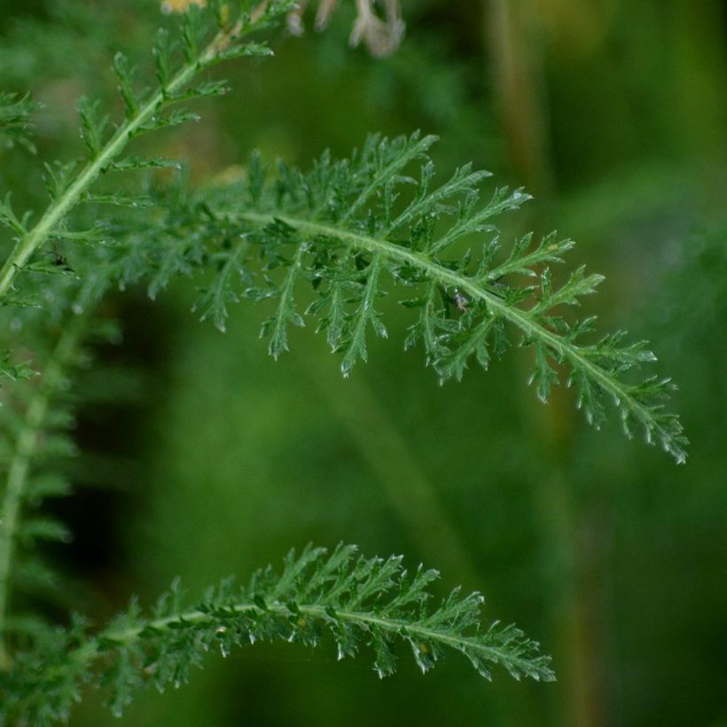 Achillea filipendulina Golden Plate (Fogliame)