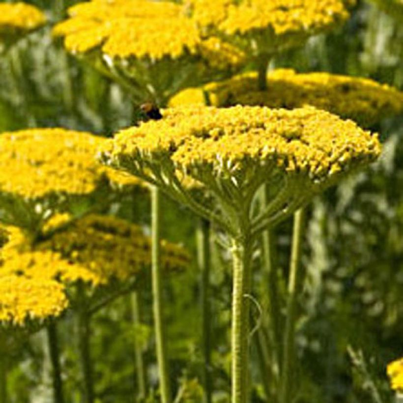 Achillea filipendulina Golden Plate (Porto)